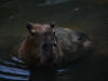 thumbnail for Capybara