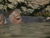 thumbnail for Hippo