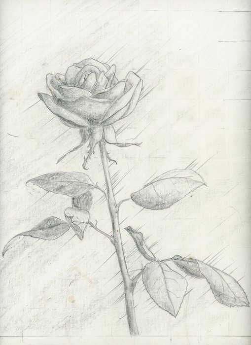 Study for Rose Etching