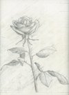Study for Rose Etching