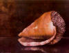 thumbnail for Conch Shell